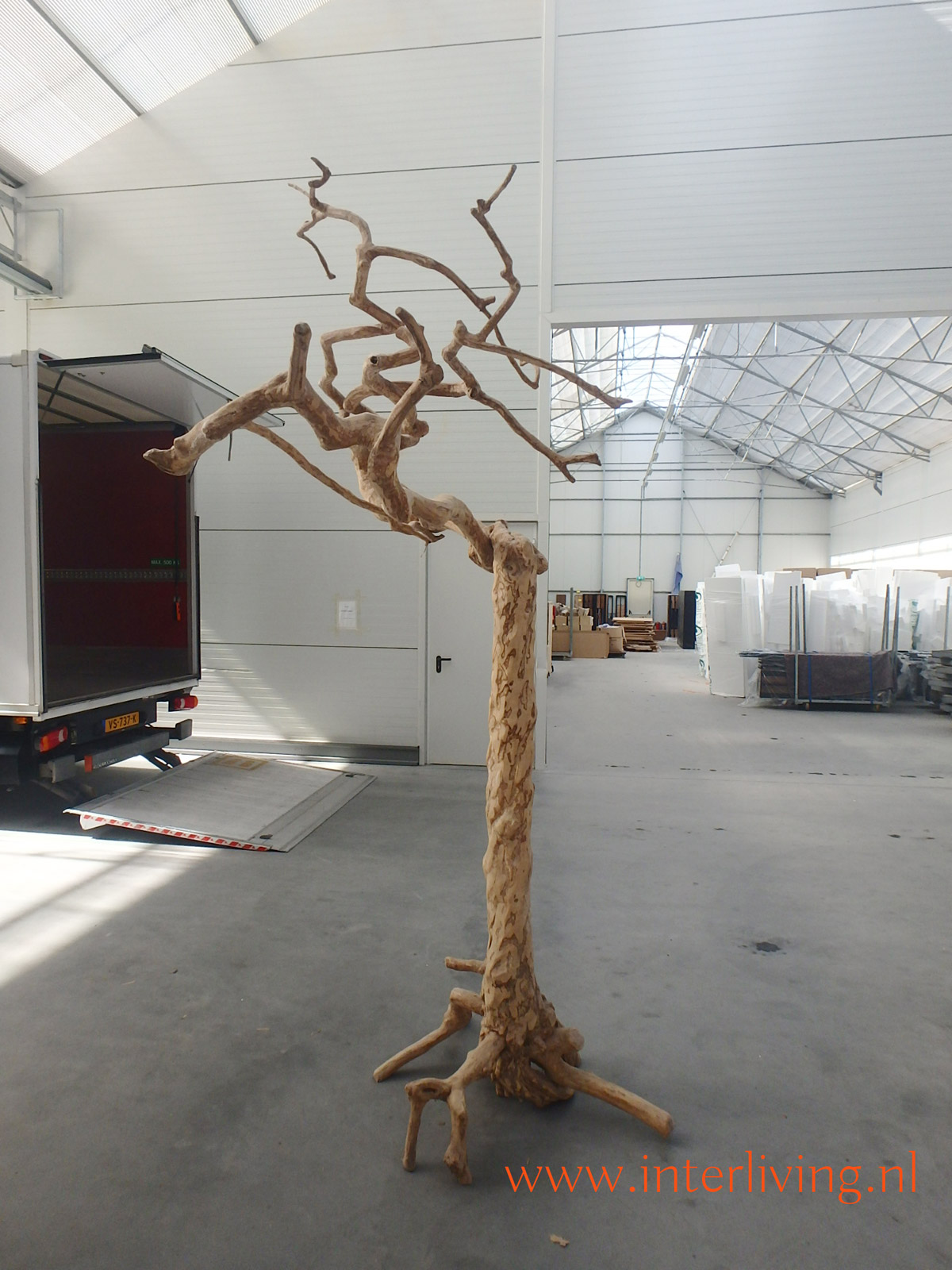 Java tree koffieboom met takken: uniek en stoere woondecoratie