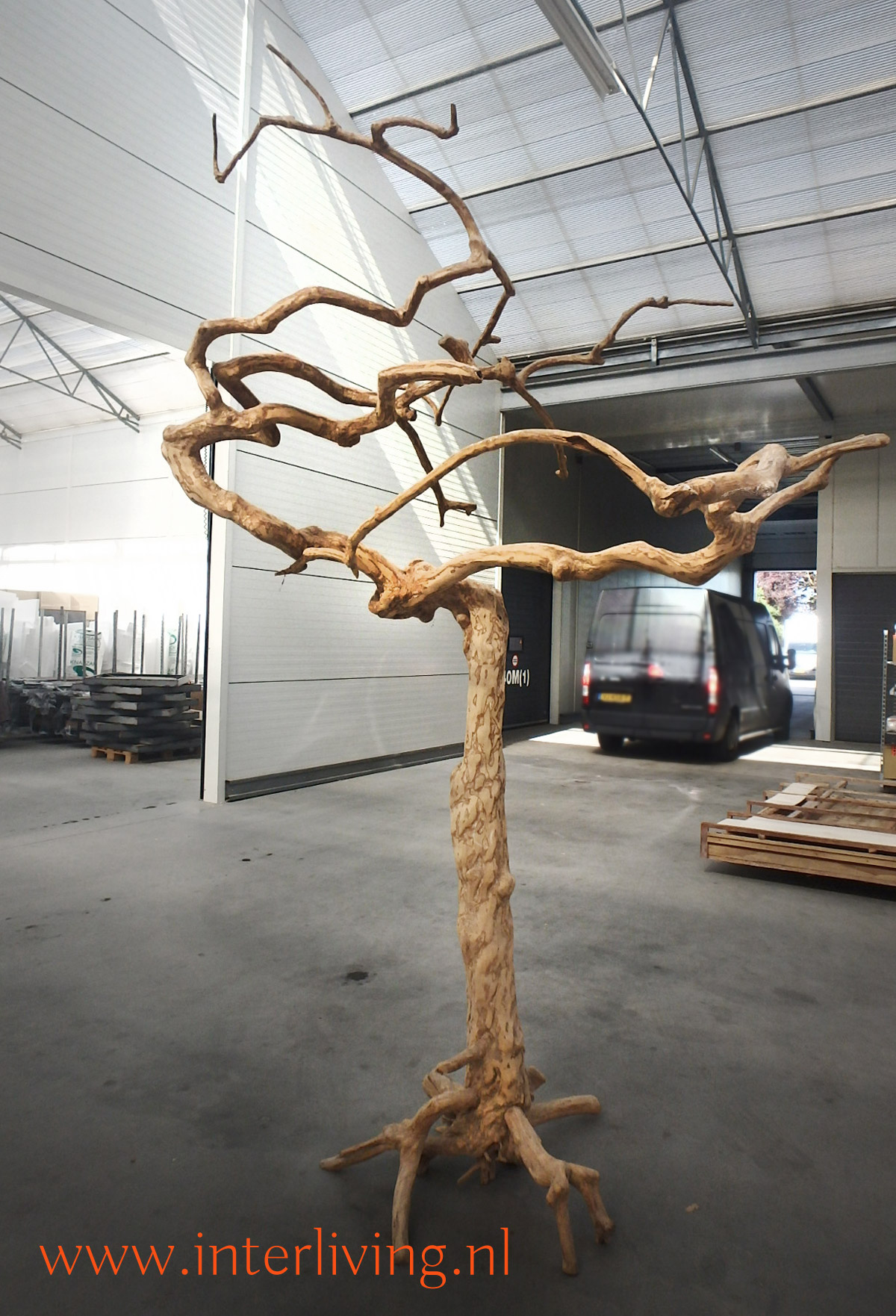 Java tree koffieboom met takken: uniek en stoere woondecoratie