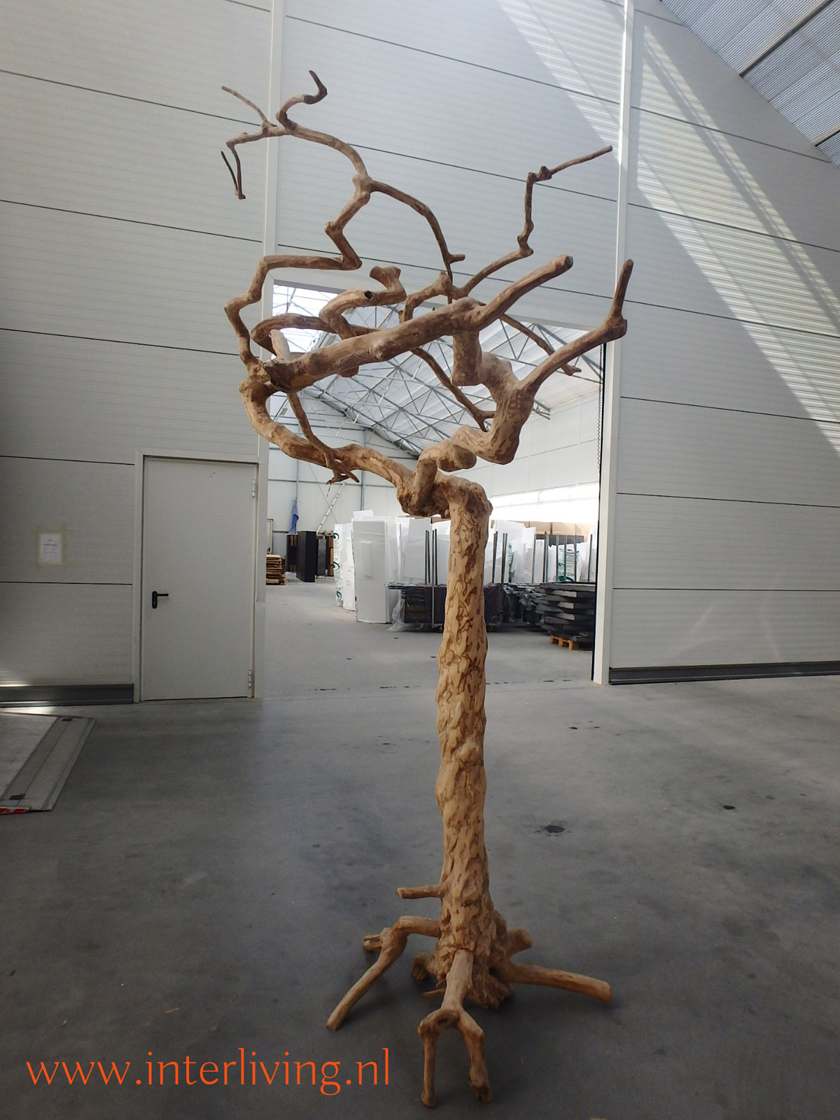 Java tree koffieboom met takken: uniek en stoere woondecoratie