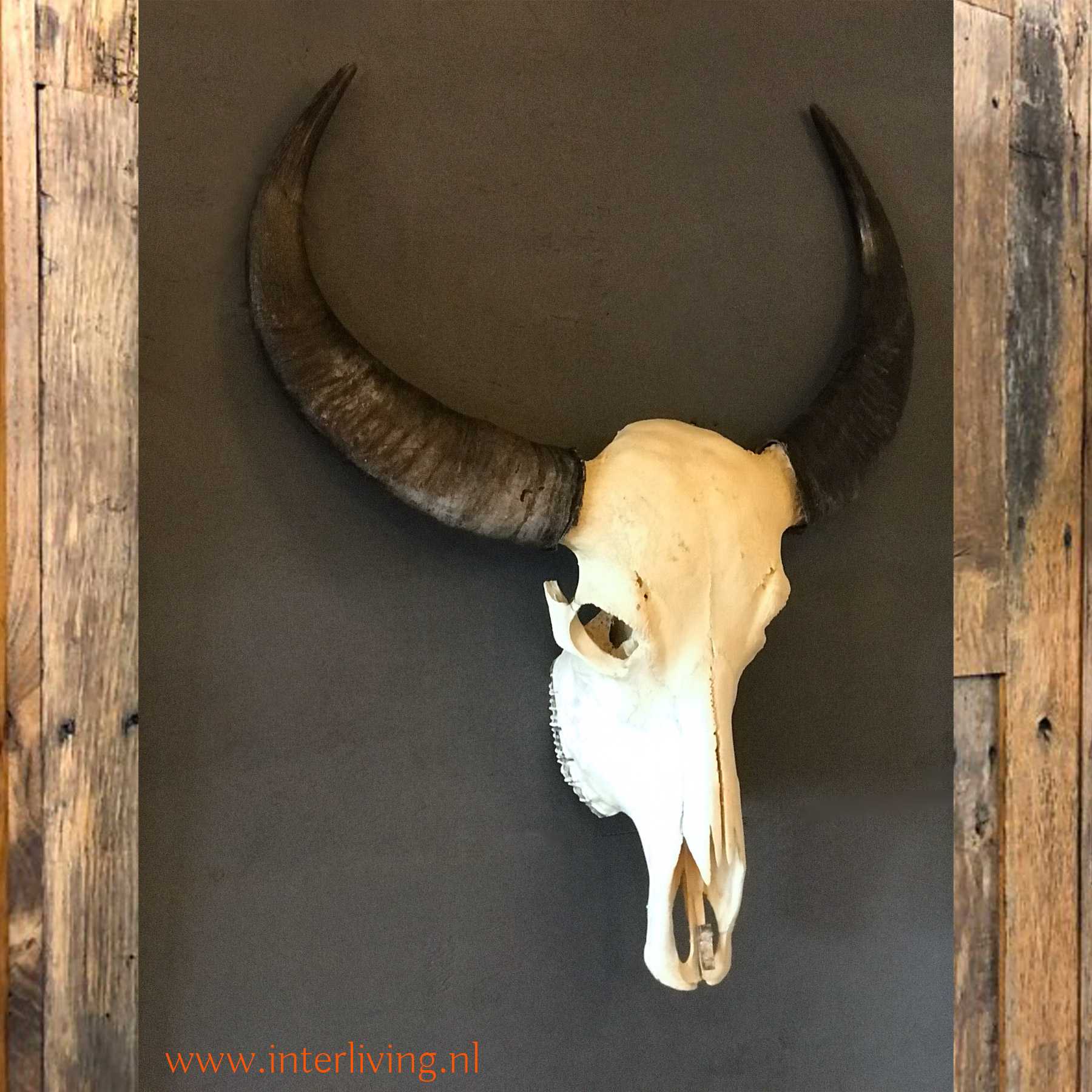 Kerkbank Meerdere Weigeren Waterbuffel schedel - dé Ibiza style skull muurdecoratie aan de wand